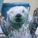 Lark Austin转租&房东直租