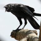 Dr. He的头像-日本！日本语