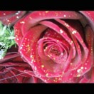 花蕾
