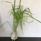 伦敦求租
