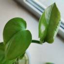 老树叶子🍂的头像-秀琴曲谱网