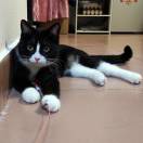 白露℡猫爪在上