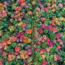 木心.逍遥的头像-传承国学正统持焰学堂