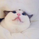 鸭ya