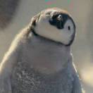 用户66768281的头像-WordPress主题模板-zibll子比主题