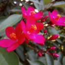 wx_Aileen72