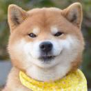 悉尼求租