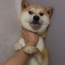 那些花儿-风行者社区