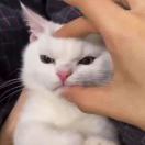 NovX