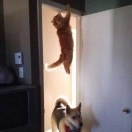 猫呢？