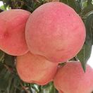 父母本是在世佛