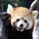 杜崇實