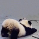 敷着冰块干