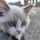 ℡一瓶脉动一晒就黑一吃就