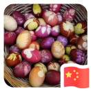 菊子顺的钢琴谱
