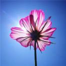 相思亦回眸的头像-学库教育