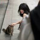 绿匣里的猫