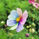 u客直谈实名认证贾先生