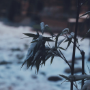禅匪