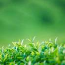 高贵宝（网名：暮看秋色）