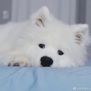 顾九丸的头像-梦马考研