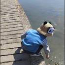 供-五谷杂粮膨化粉-GABA-姜建军