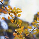 宗 賢 🌸🌼🌾🌻