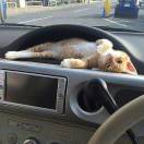 Seize的头像-熵减岛