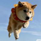 Z W B的头像-进步分子