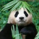 China小鱼