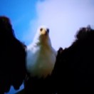 wx_山鹰51