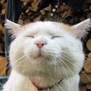 Profile picture of dazhaxie1