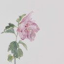 木槿