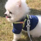 犇犇