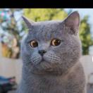 猴桃