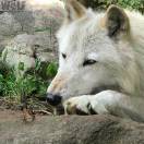 马征的头像-WordPress主题模板-zibll子比主题