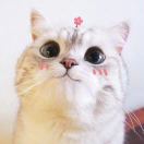 miki酱