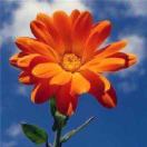 一路通顺～许湘Y