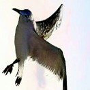 zai进