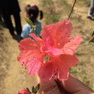 anna杨[瓢虫
