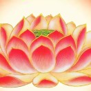 莲花长寿