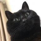 ACR愤怒的小车—大脸猫