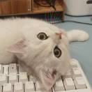 kidal's Avatar