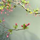 山水有清音