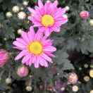 叶建刚的头像-外科技术网