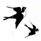 Swallow
