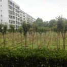 zjlcr的头像PNETLab模拟器-pnet模拟器-仿真模拟器-pnet-pnetlabPNETLAB模拟器