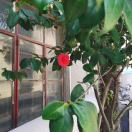 小时