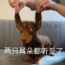 店铺河马先生头像