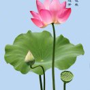 连涨11687的头像